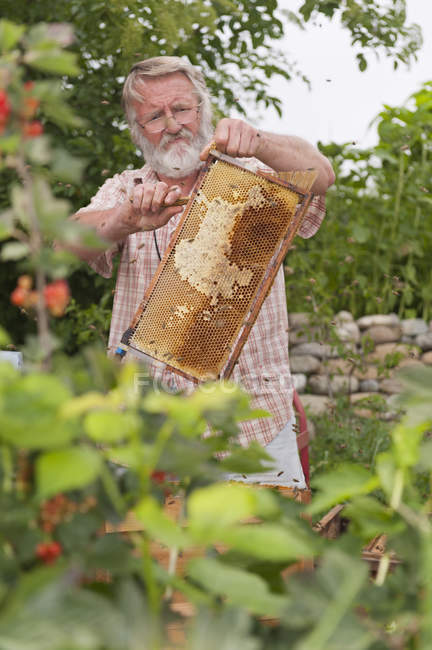 Apicultor sosteniendo panal de abejas silvestres durante el día - foto de stock
