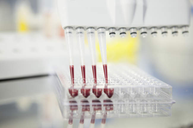 Blood analysis in multichannel pipettes — Stock Photo