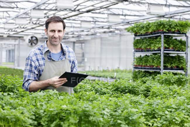Man in greenhouse between parsley plants — Stock Photo