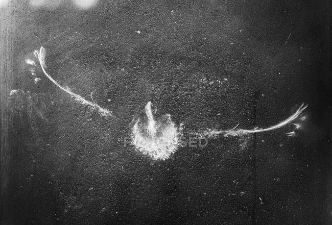 Forma de pájaro en vidrio de ventana en Baviera, Alemania - foto de stock