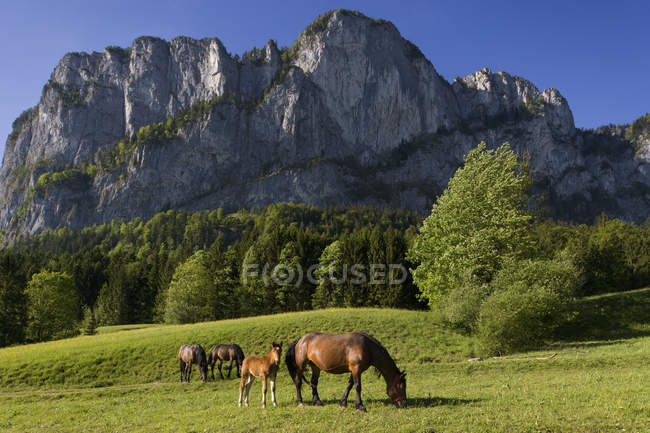 Caballos pastando frente a la montaña - foto de stock