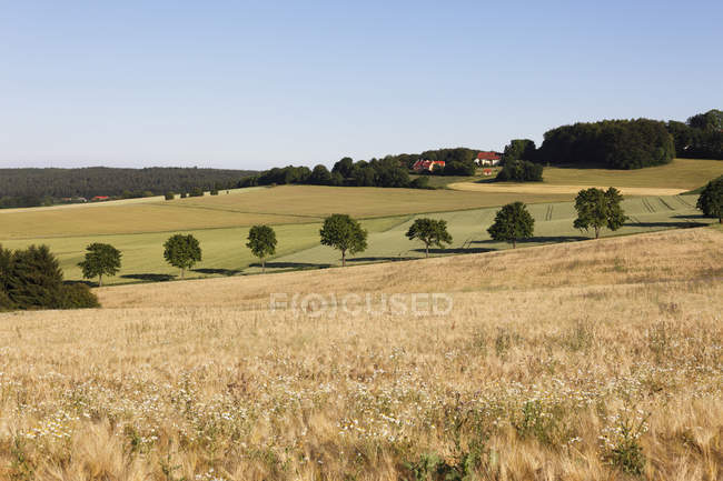 Allemagne, Bavière, Vue du champ de céréales près de Beratzhausen — Photo de stock