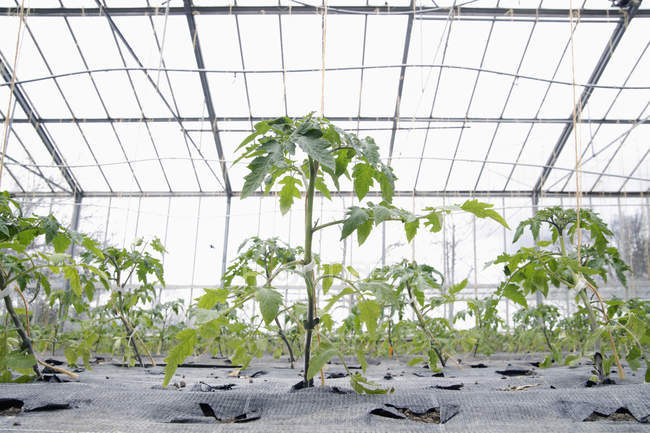 Coltivazione di piante di pomodoro in serra durante il giorno — Foto stock