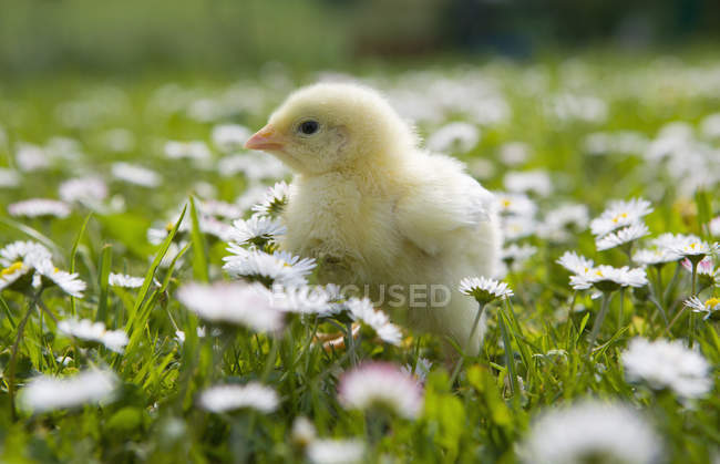 Pollo nel prato con fiori, da vicino — Foto stock