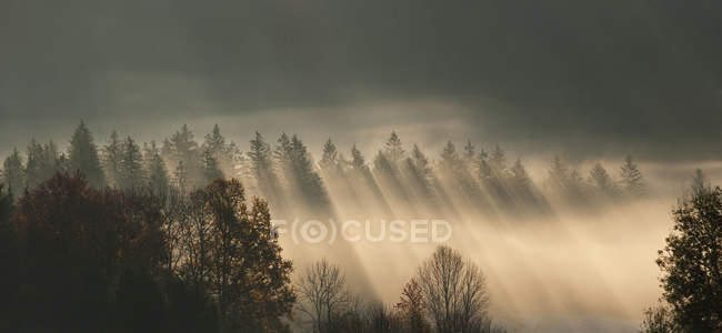 Austria, Sunbeam on foggy forest during autumn — Stock Photo