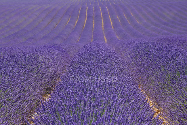 Scenic view of lavender fields at daytime, Provence, France — Stock Photo