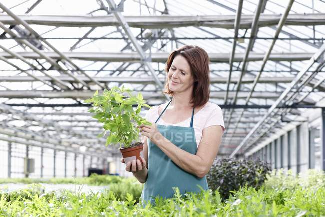 Donna in serra con piante di basilico — Foto stock