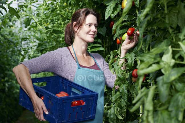 Femme récolte des tomates — Photo de stock