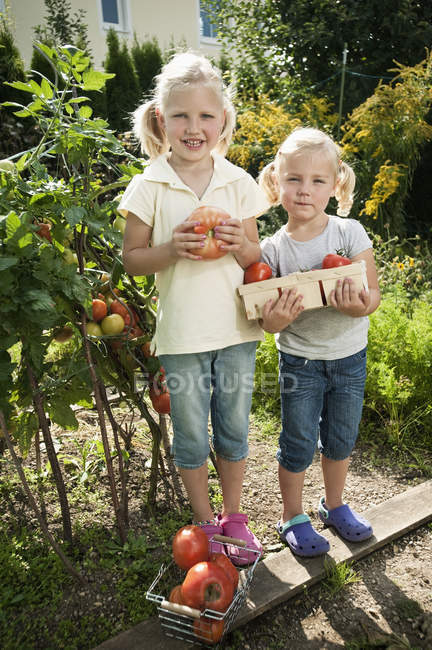 Girls gathering tomatoes — Stock Photo