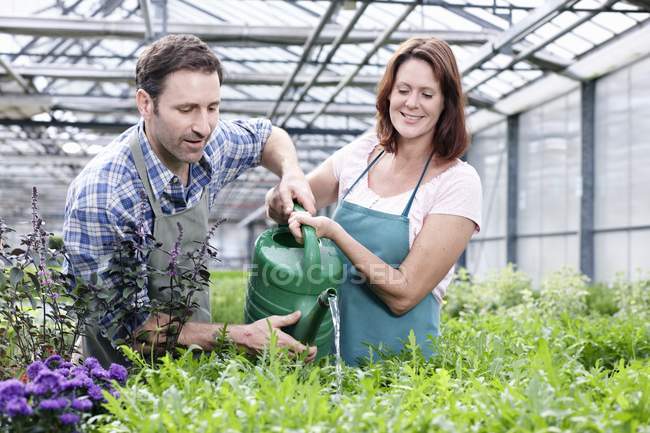 Uomo e donna irrigazione razzo piante — Foto stock