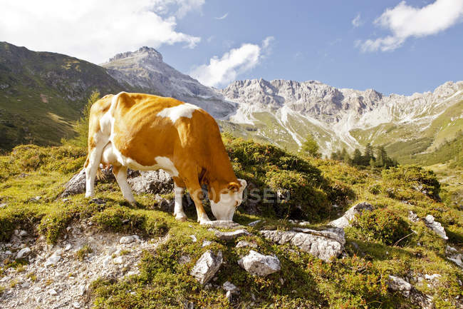 Austria, Lungau, mucca nel paesaggio alpino durante il giorno — Foto stock