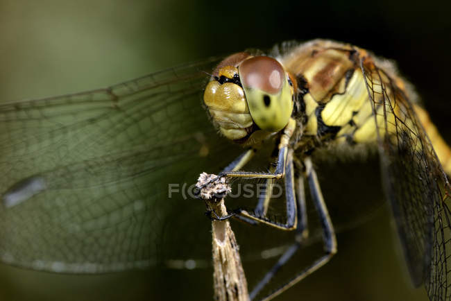 Vista close-up de libélula — Fotografia de Stock