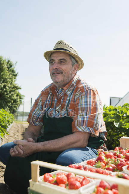 Retrato de agricultor sênior com palete de morangos — Fotografia de Stock