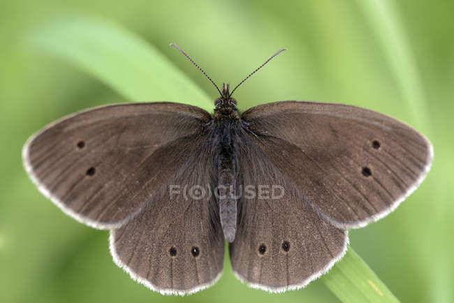 Butterfly sitting on plant — Stock Photo