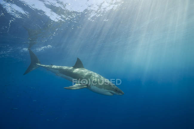 Tubarão branco e raios solares — Fotografia de Stock