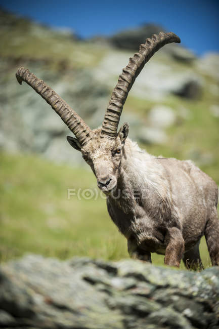 Austria, Grossglockner, Alpine Ibex, Capra ibex — Stock Photo