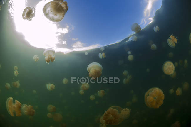 Rebanho de medusas manchadas — Fotografia de Stock