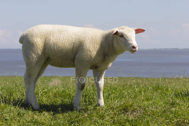 Lamb standing on dyke — Stock Photo