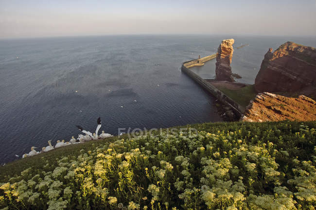 Allemagne, Helgoland, colonie de frelons nord au-dessus de l'eau — Photo de stock