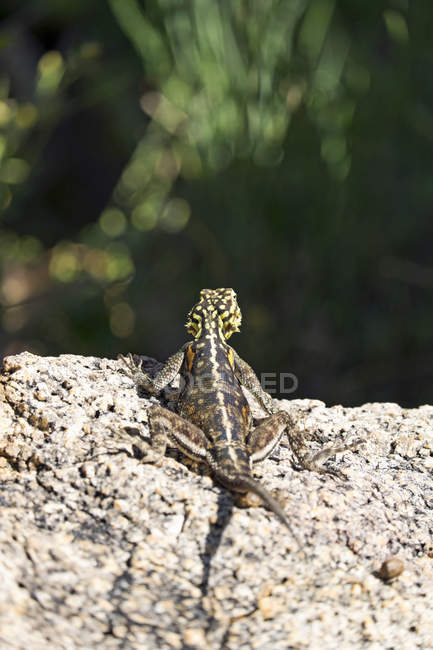Visão traseira do lagarto na rocha durante o dia — Fotografia de Stock