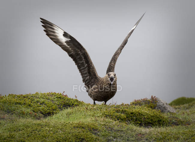Grande skua com asas abertas gritando em rochas musgosas — Fotografia de Stock