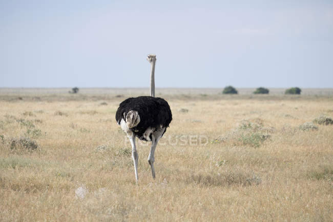 África, Namíbia, Parque Nacional de Etosha, Avestruz africana em campo, Struthio camelus — Fotografia de Stock