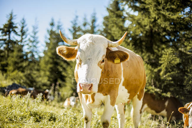 Vaca no prado ensolarado — Fotografia de Stock