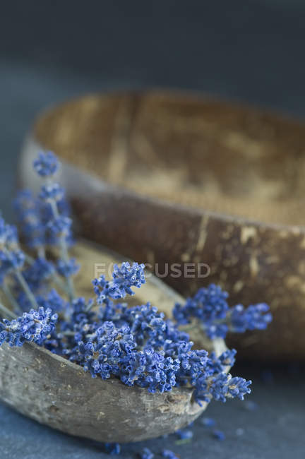 Twigs of lavender in coconut shell — Stock Photo