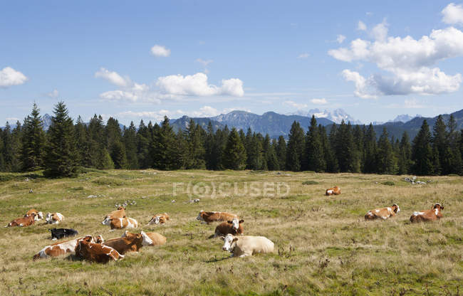 Vacas deitadas em pastagens — Fotografia de Stock