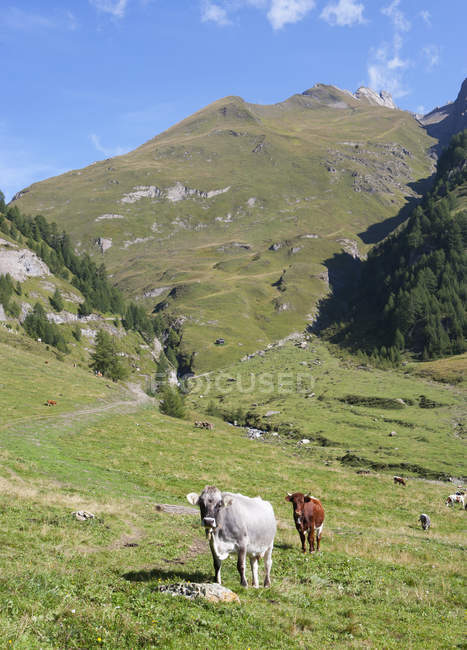 Wwf002719 - foto de stock