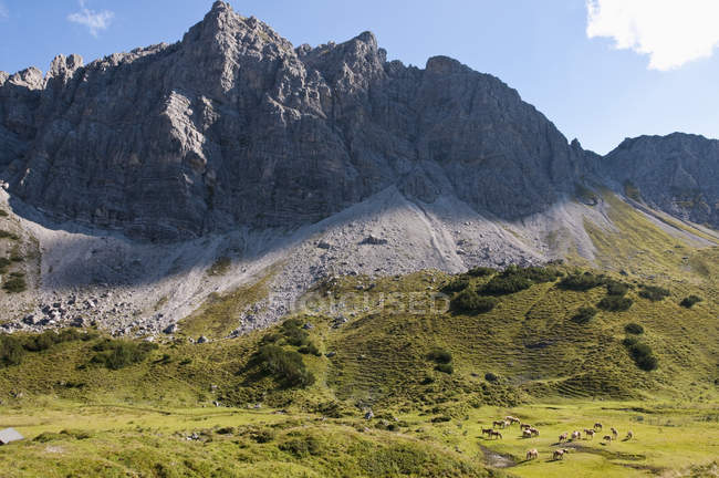 Австрія, коней, стоячи в лузі, Lachenspitze у фоновому режимі — стокове фото