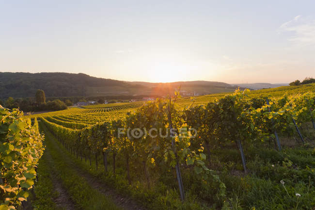 Vue des vignobles au lever du soleil, Sarre, Allemagne — Photo de stock
