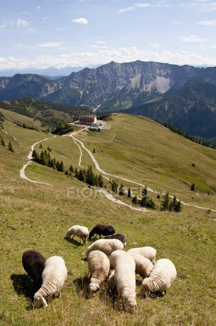 Pecore al pascolo sul prato — Foto stock