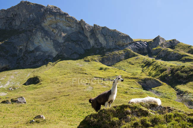 Llamas on alpine meadow — Stock Photo