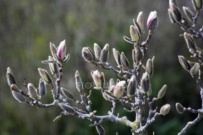 Flor de magnólia na primavera no fundo borrado — Fotografia de Stock