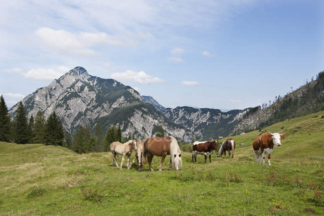 Vacas y caballos pastando en pastizales de alpes - foto de stock