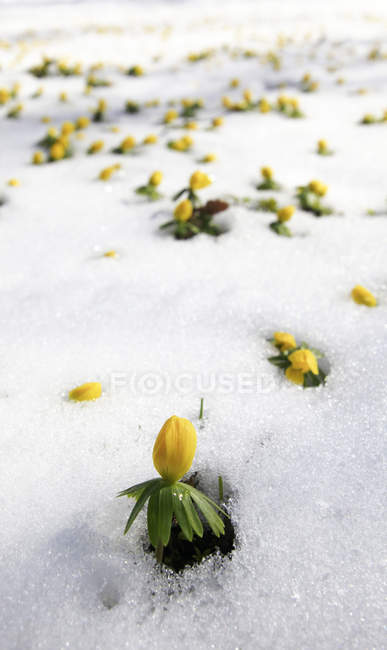 Winter aconite in snow  during daytime — Stock Photo