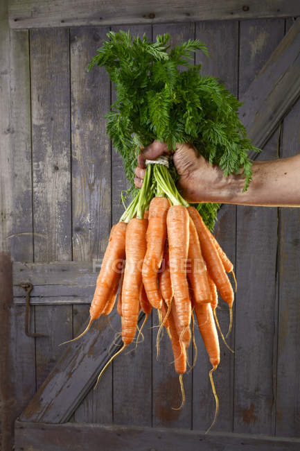 Male hand holding organic carrots with stalks on wooden background — Stock Photo