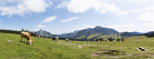 Vacas pastando en pastizales de alpes - foto de stock
