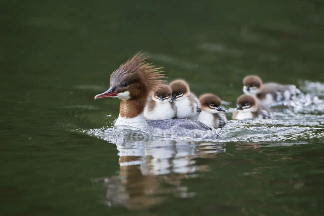 Goosander con polluelos en la espalda nadando en el estanque - foto de stock