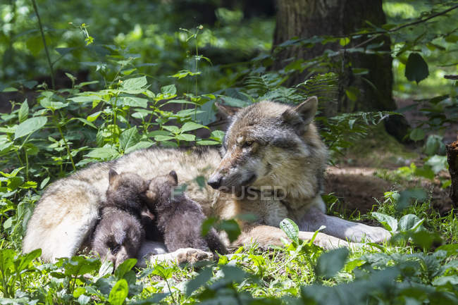 Lupo grigio con cuccioli sdraiato vicino al tronco d'albero — Foto stock
