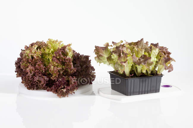 Lechuga y hojas de Lollo rosso en maceta - foto de stock