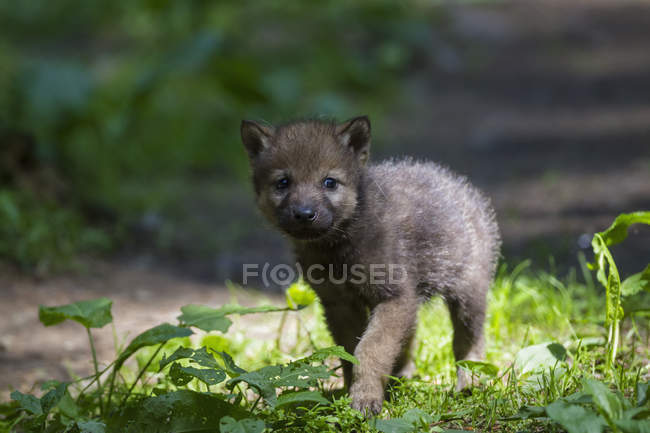 Cachorro lobo gris caminando en el bosque - foto de stock
