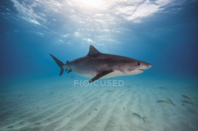 Tigerhai am Bahama-Ufer — Stockfoto