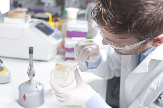 Молодой ученый, изучающий бактерии в Петри-деш — стоковое фото