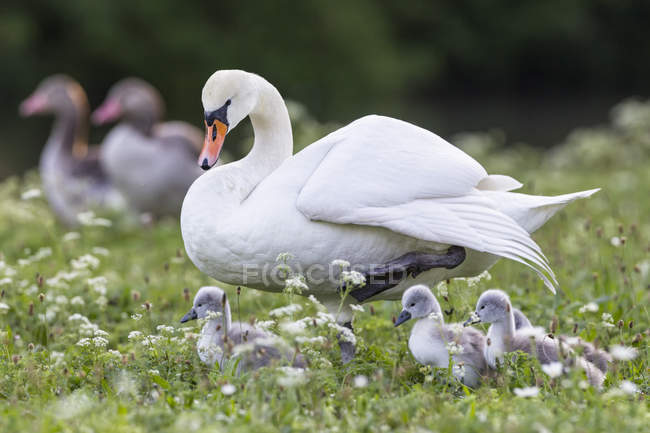 Cisne com filhotes no prado florescente — Fotografia de Stock