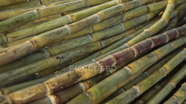 India, Viejo Delhi, Primer plano de la caña de azúcar, marco completo - foto de stock