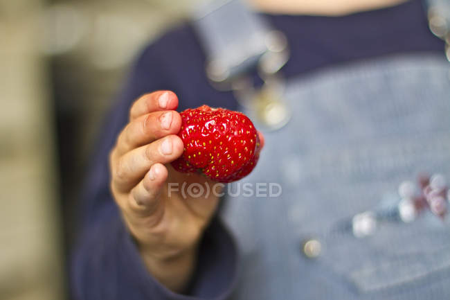 Mano humana sosteniendo fresa fresca - foto de stock