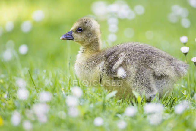 Ganso de Canadá polluelo en flor pradera - foto de stock
