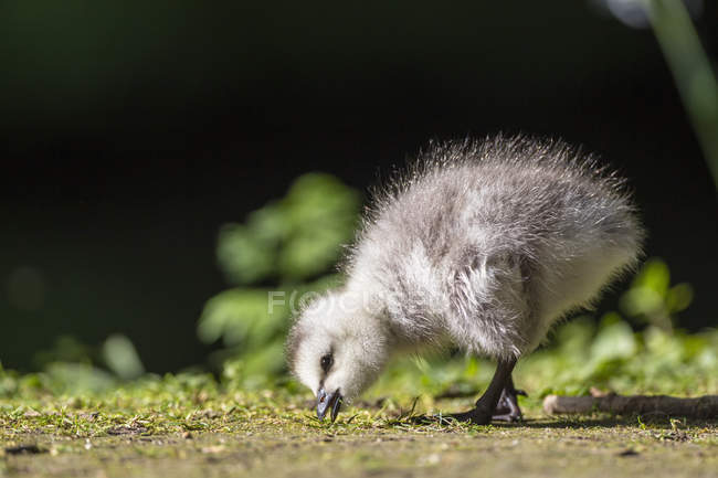 Barnacle Goose garota comendo no chão — Fotografia de Stock